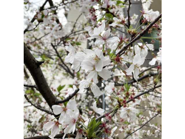 裏庭の桜です