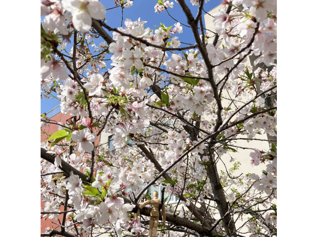 裏庭の桜です。少し葉っぱも出てきました。